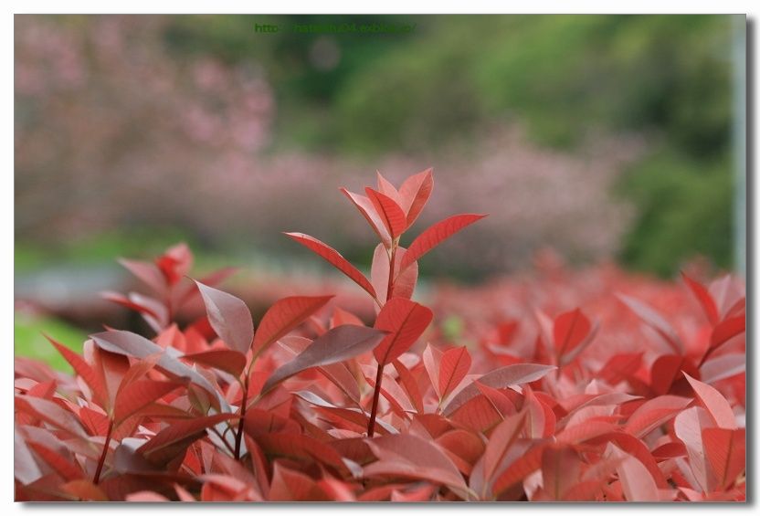 八重桜の季節_a0057905_1718623.jpg