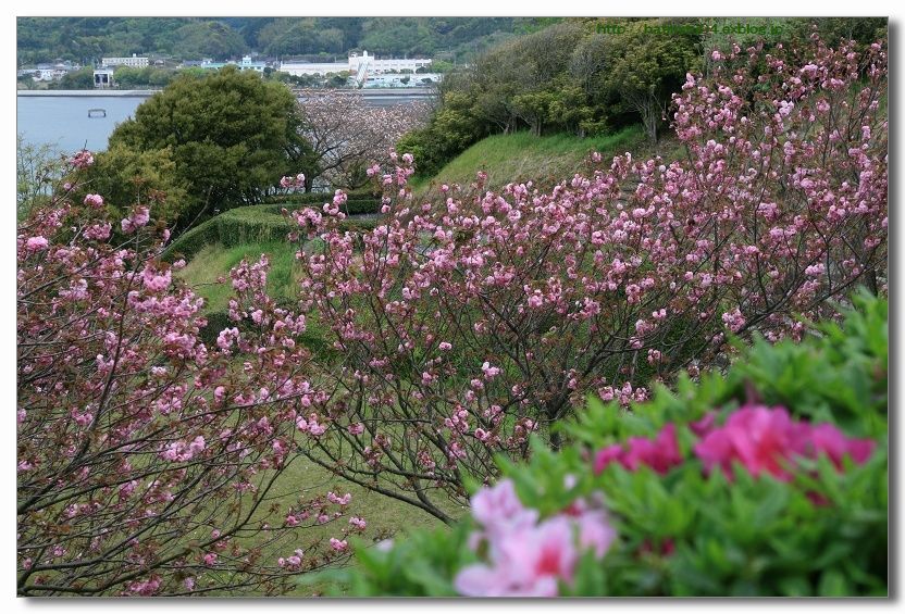八重桜の季節_a0057905_17252896.jpg