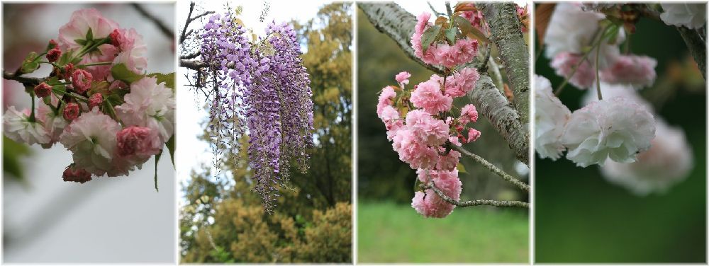 八重桜の季節_a0057905_17304154.jpg