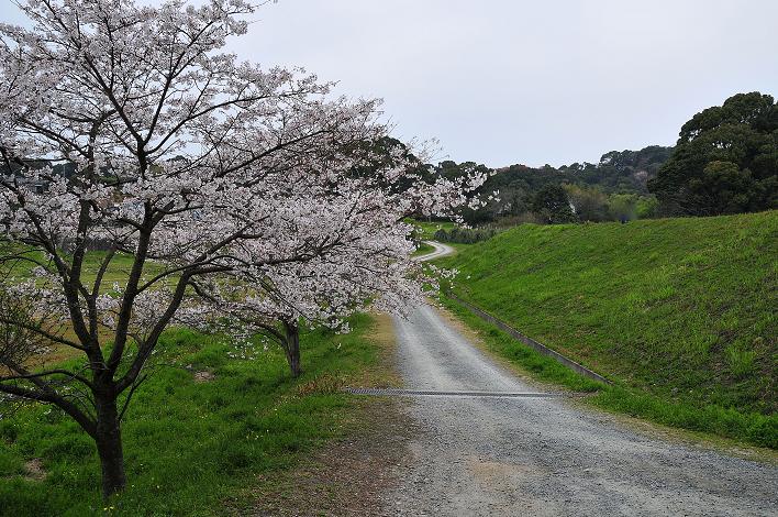 太宰府 市民の森_a0042310_2215611.jpg