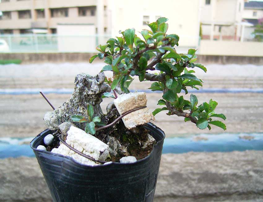 長寿梅石付き : 風流盆栽 長寿梅石付き : 風流盆栽