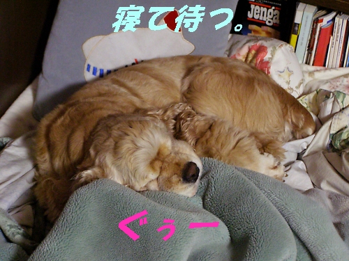 おるすばん_b0067012_0535040.jpg