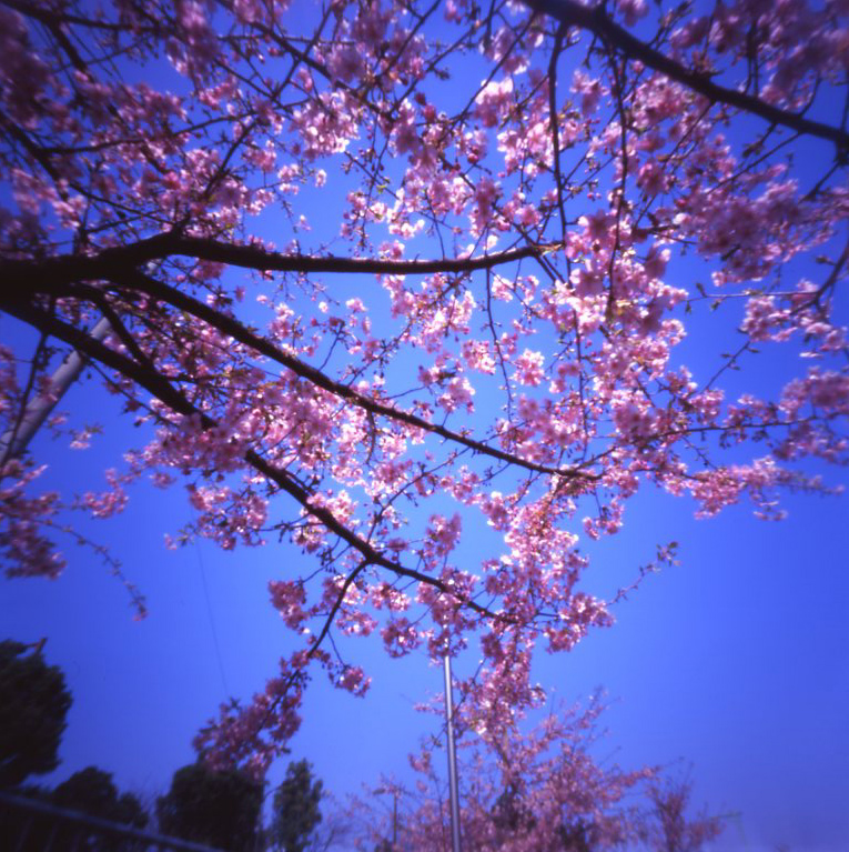 今年の桜、桜_c0016712_024565.jpg