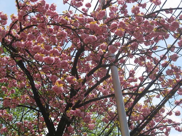 e0075412_11371145.jpg