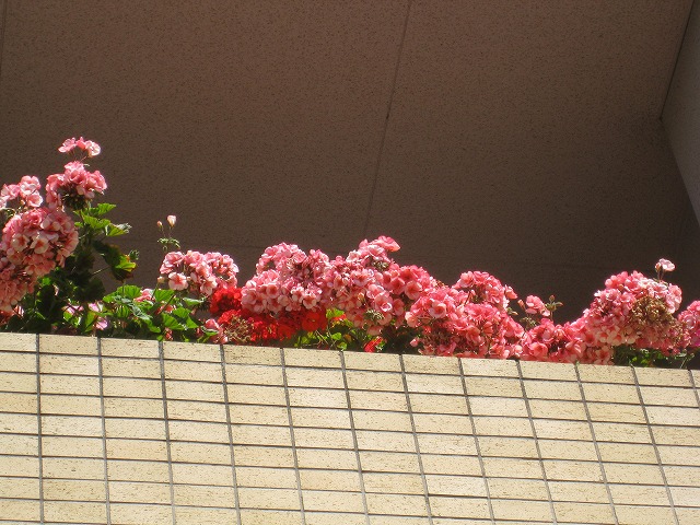 e0075412_11382324.jpg