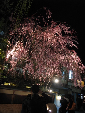 京都1日目～夜桜編～_b0130636_10355799.jpg