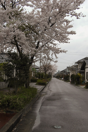 春雨や　ボール遊びと　ねだる犬_b0031538_024084.jpg