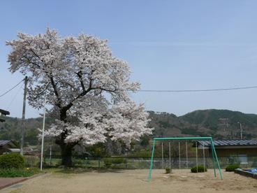 ４月１６日　旧和田分校（こりす園）　桜_d0128740_10252673.jpg