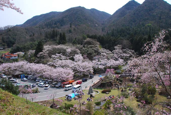 御調八幡宮の桜、再び・・・♡_b0075541_2356143.jpg