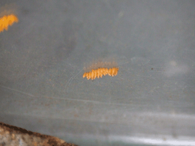 a0085647_13391656.gif