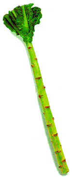 a0089450_23123288.gif