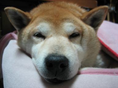 春ですが。。。_c0049950_11204229.jpg