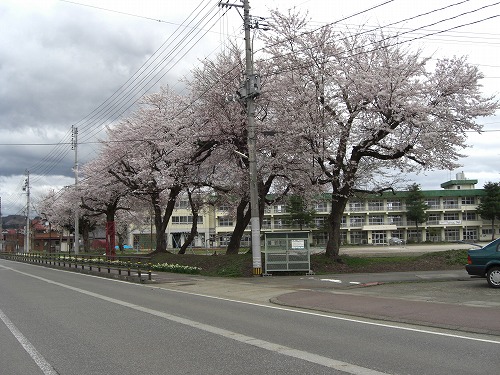 浦佐小学校の校庭の桜_a0084753_11163068.jpg