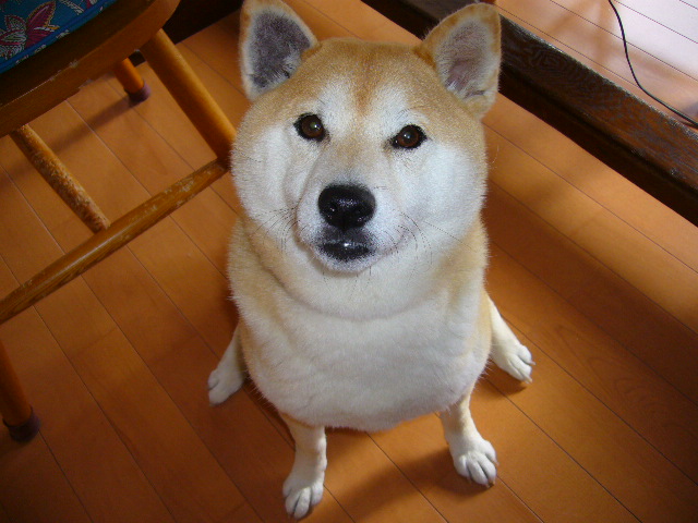 4月19日(土)和の心・ワンコもニャンコも!_f0060461_20284222.jpg