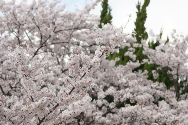 桜・染井吉野１１　－苦楽園・越水貯水場跡ー_d0141365_1911213.jpg