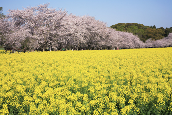 瑠璃色のノート2008 April_c0140466_0162432.jpg