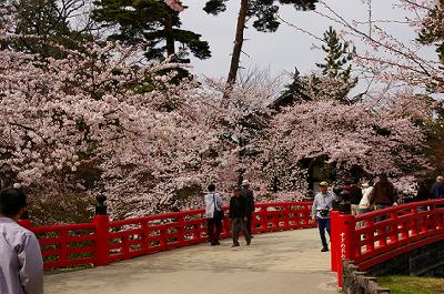 4月19日 本日の弘前公園の様子_d0131668_21295048.jpg