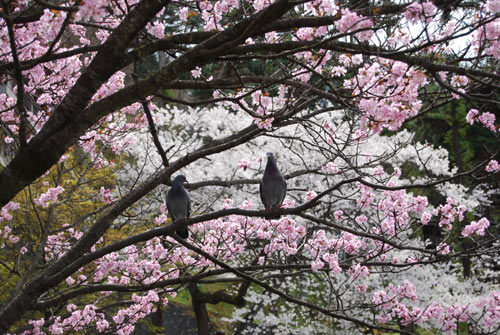 須坂市臥竜公園の桜_a0049369_23535972.jpg