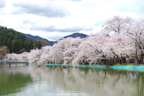 須坂市臥竜公園の桜_a0049369_2353730.jpg