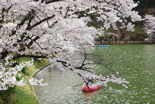 須坂市臥竜公園の桜_a0049369_23565616.jpg