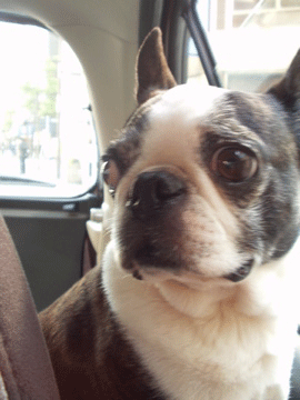 e0113473_245884.gif