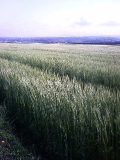 e0055980_20511286.jpg
