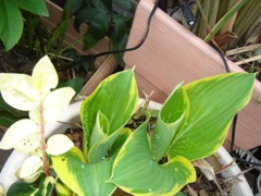2008年4月18日 天気は大荒れ、気分も大荒れ _b0098584_0531453.jpg