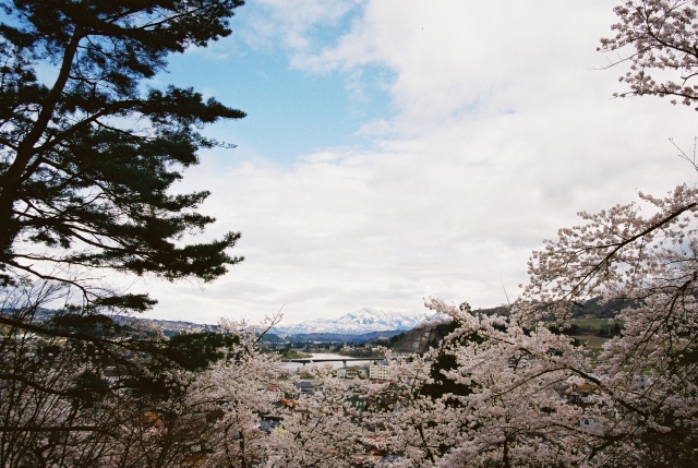 桜祭り_a0101185_1747359.jpg