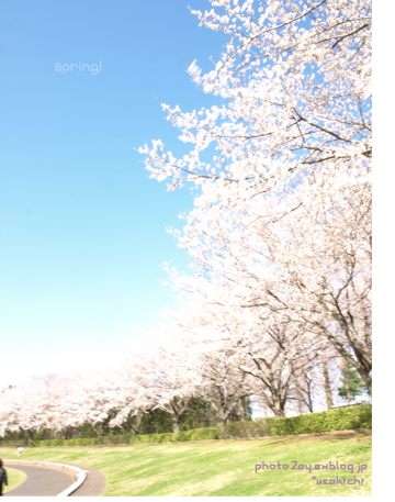 桜_c0154485_10172858.jpg