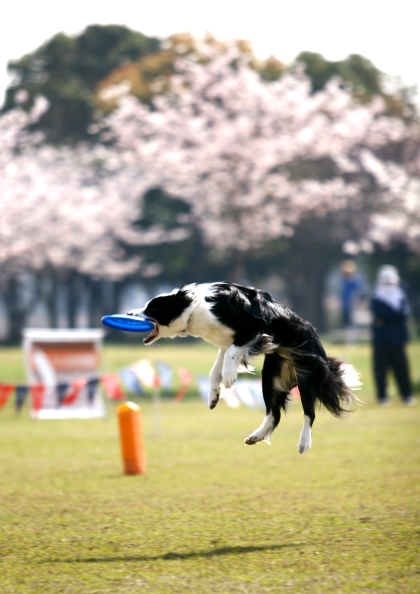 桜も散りました。(ペコリ)_b0087403_14353232.jpg