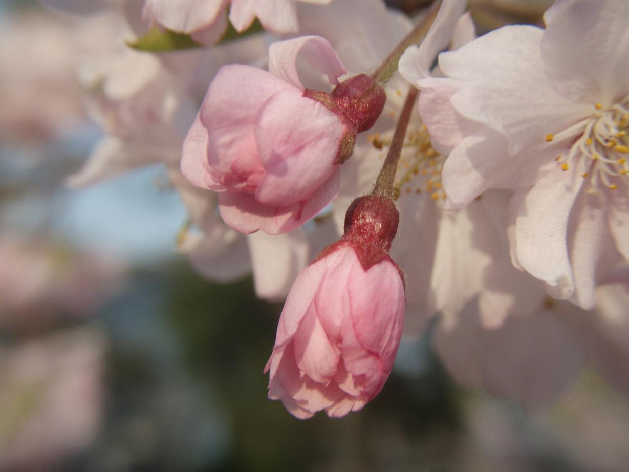 姫路城の桜　　　夕暮れの淡さ染まりし八重桜_d0051106_21334246.jpg