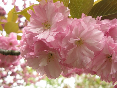 京都府立植物園１_c0132711_12325878.jpg