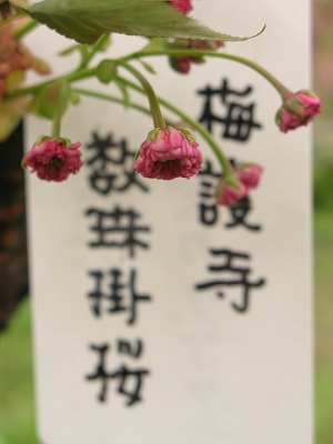 京都府立植物園１_c0132711_1233154.jpg