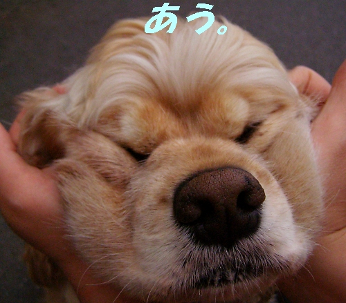 近頃流行っているもの。_b0067012_20472252.jpg