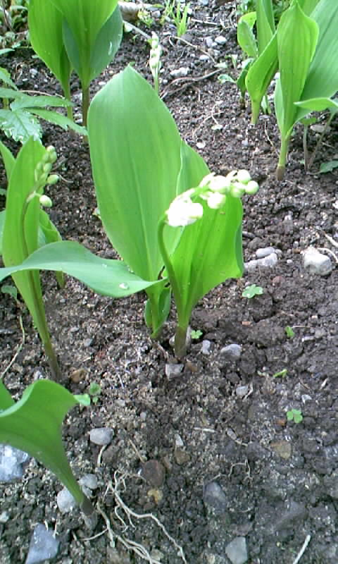 f0061414_741152.jpg