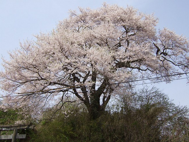 種蒔き桜　満開_f0143119_21432255.jpg