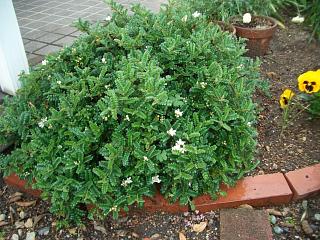 f0010925_18374144.jpg