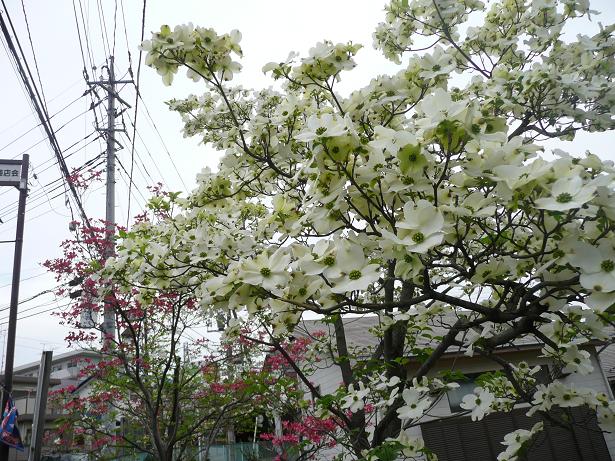 a0050728_1651840.jpg