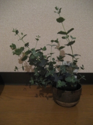 d0109335_10343287.jpg