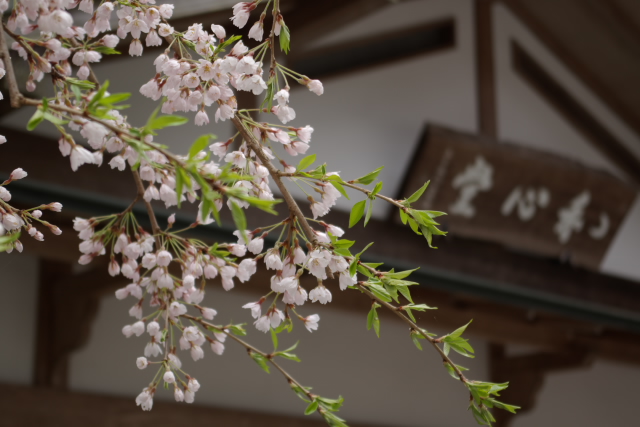 三千院～花～_e0145635_1316927.jpg