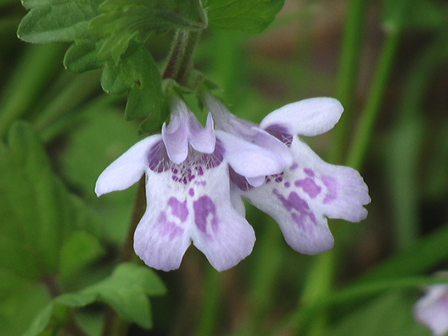 カキドオシ　　　１４，０６７歩_b0042439_533947.jpg