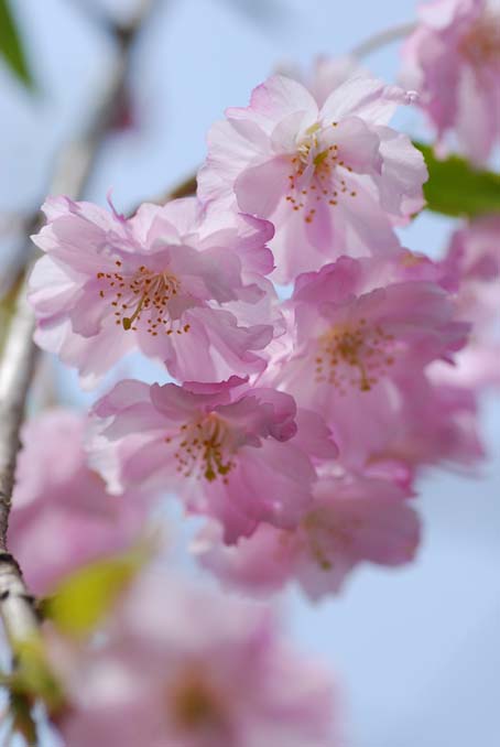 御調八幡宮の桜、再び・・・♡_b0075541_0175196.jpg