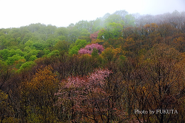 山桜Ⅴ_e0119641_11295347.jpg