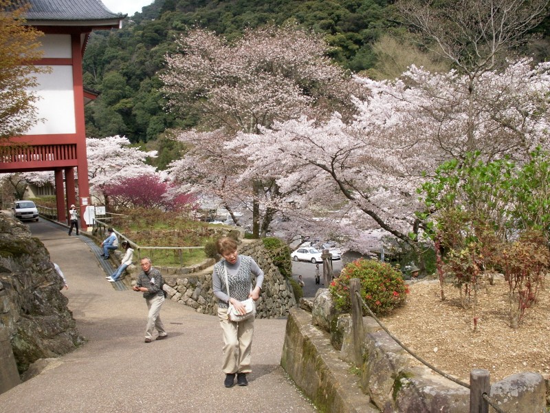 「　大和路　七　長谷寺の山門にて　４月９日　　　０８．０４．２０　」_d0094543_14131369.jpg