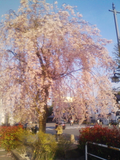 紅垂れ桜満開！！（ママ充孝）_a0108346_17133198.jpg