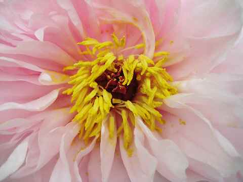 【フラワーセンターの牡丹と石楠花】_b0009849_1246011.jpg