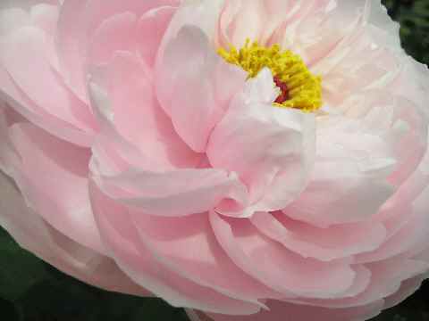 【フラワーセンターの牡丹と石楠花】_b0009849_12461777.jpg