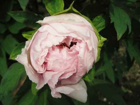 【フラワーセンターの牡丹と石楠花】_b0009849_12471064.jpg