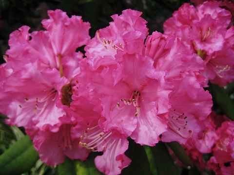【フラワーセンターの牡丹と石楠花】_b0009849_12495781.jpg