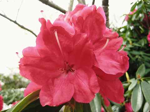 【フラワーセンターの牡丹と石楠花】_b0009849_12511370.jpg